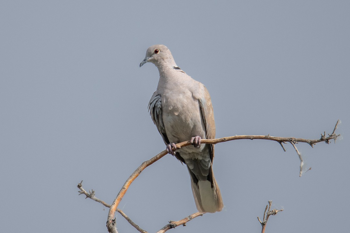Eurasian Collared-Dove - ML620859134