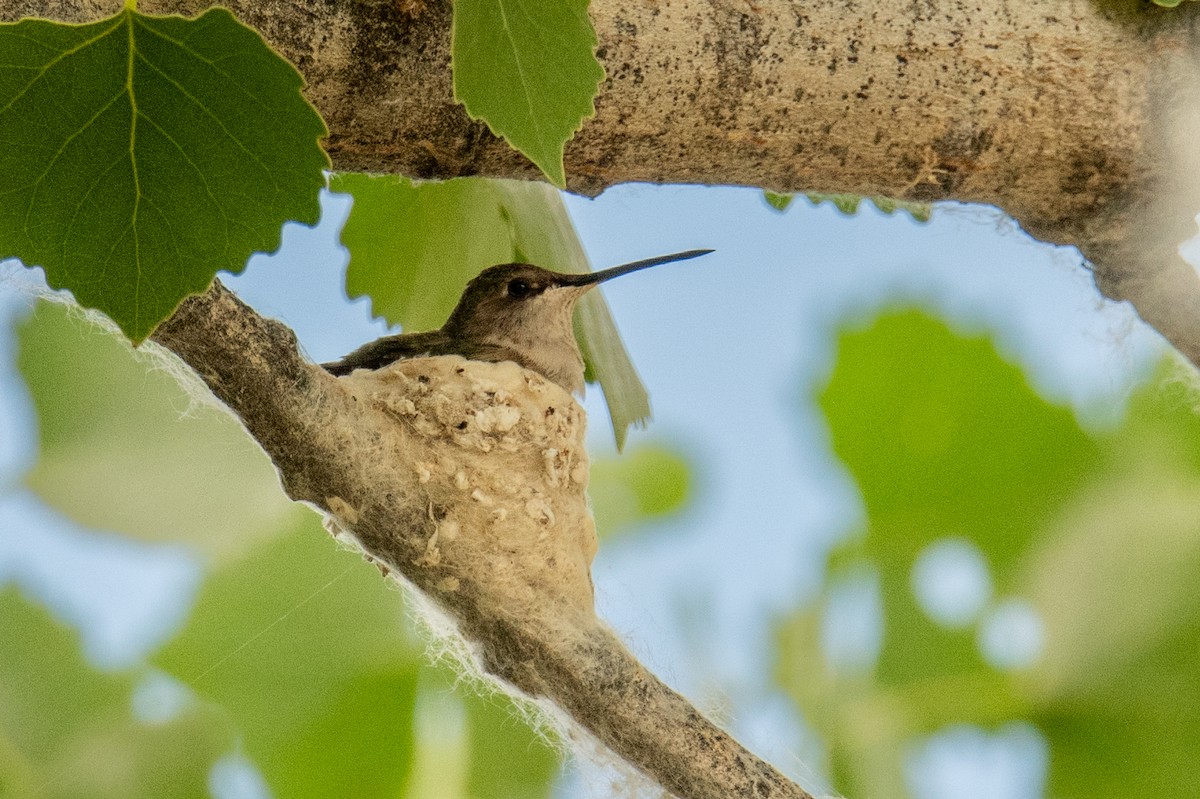 Colibri à gorge noire - ML620859137