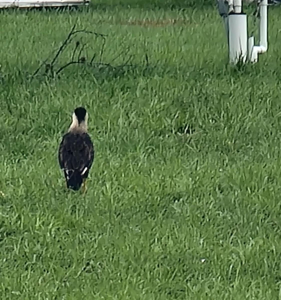 Crested Caracara - ML620859144