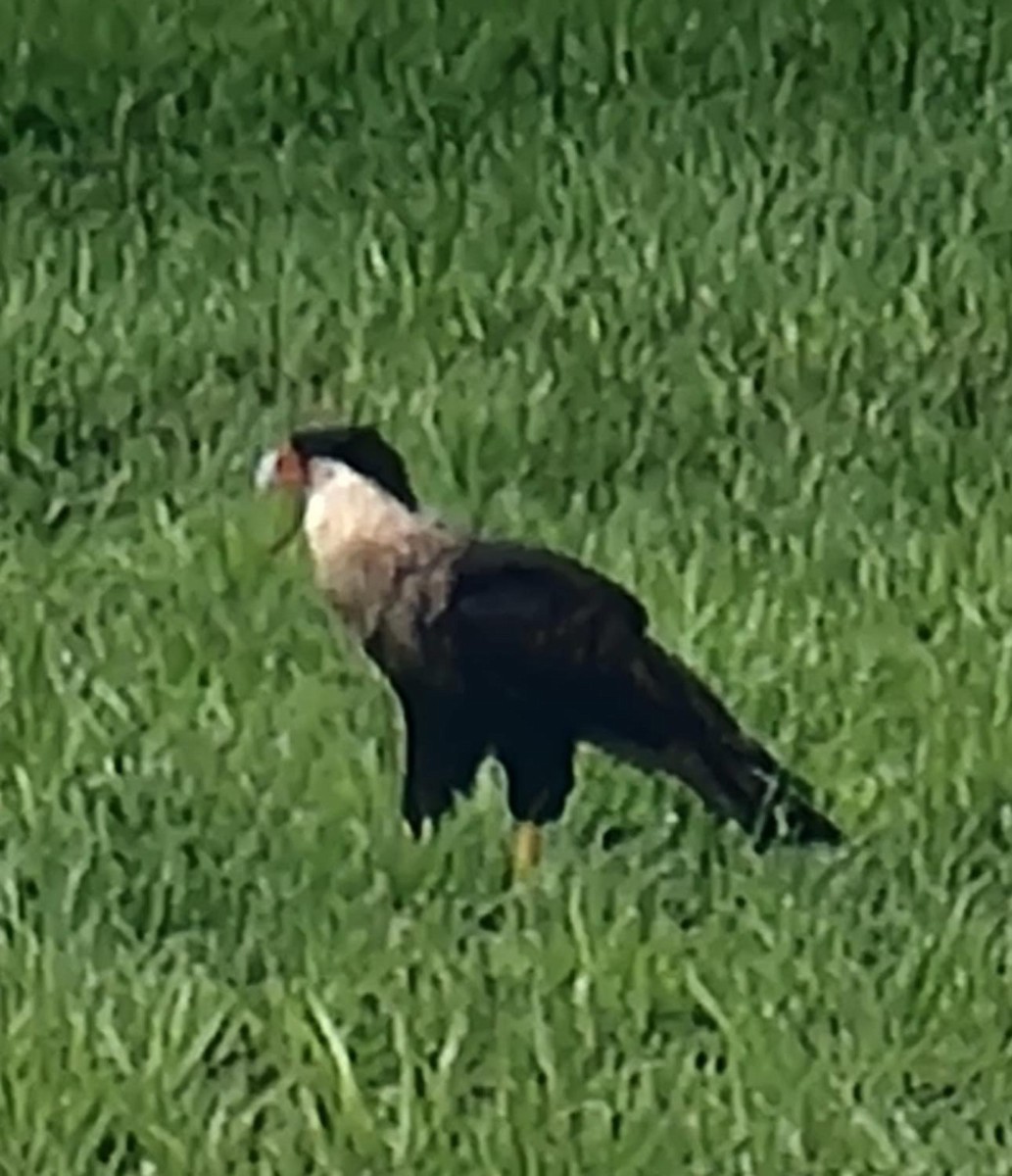 Crested Caracara - ML620859145