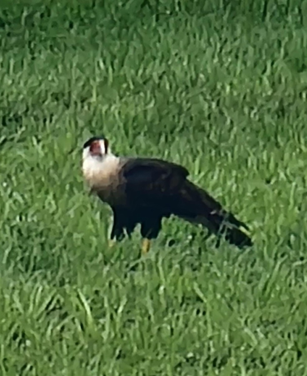 Crested Caracara - ML620859146