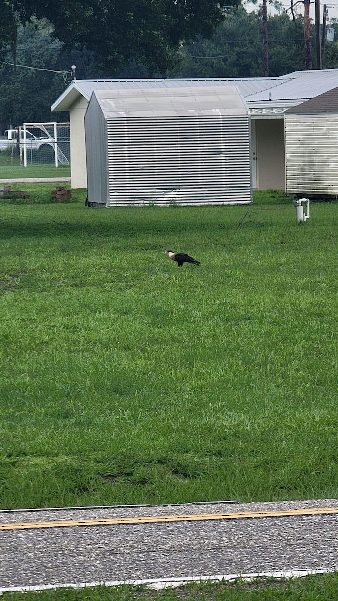 Crested Caracara - ML620859147