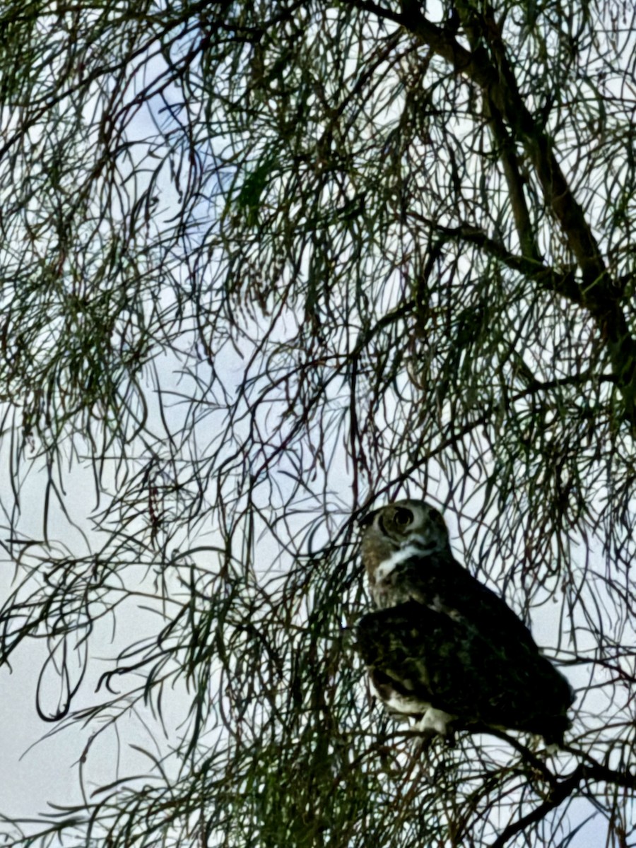 Great Horned Owl - ML620859154