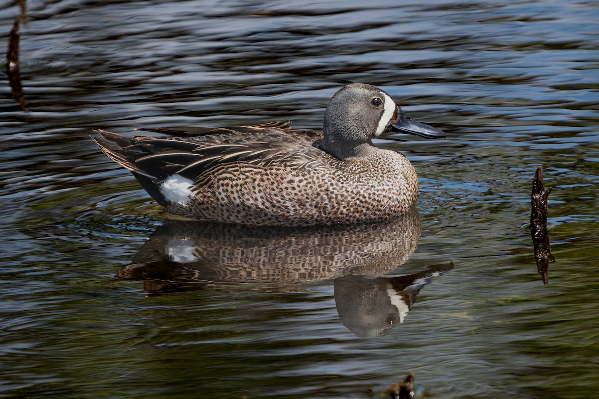 Blue-winged Teal - Dori Eldridge