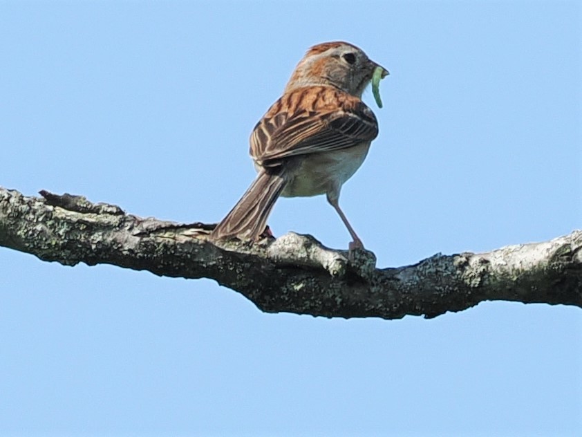 Field Sparrow - ML620859162