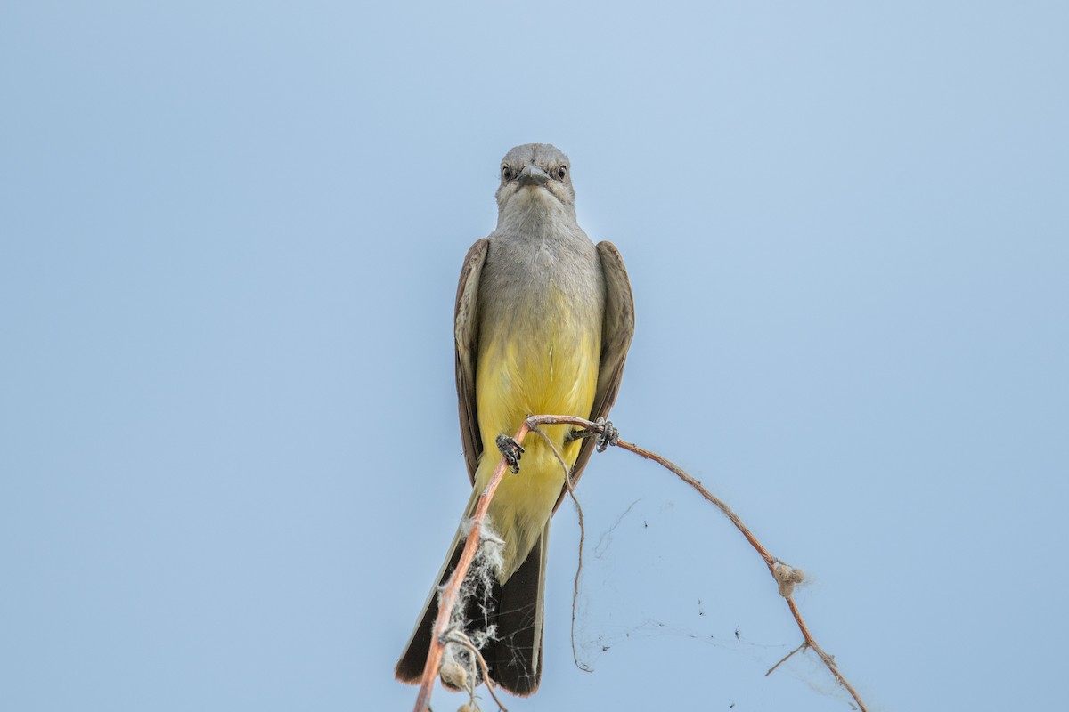 Western Kingbird - ML620859164