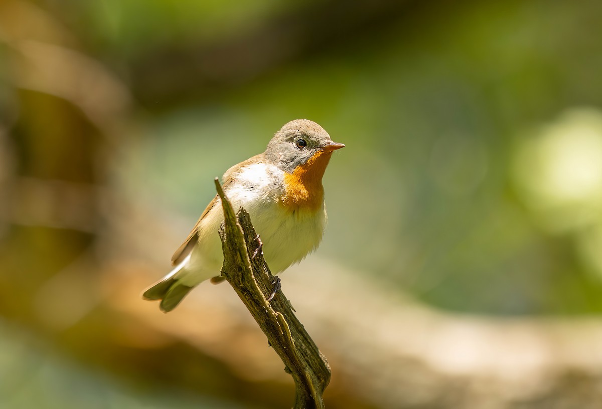 Red-breasted Flycatcher - ML620859173