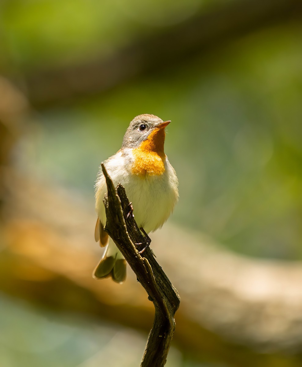 Red-breasted Flycatcher - ML620859174