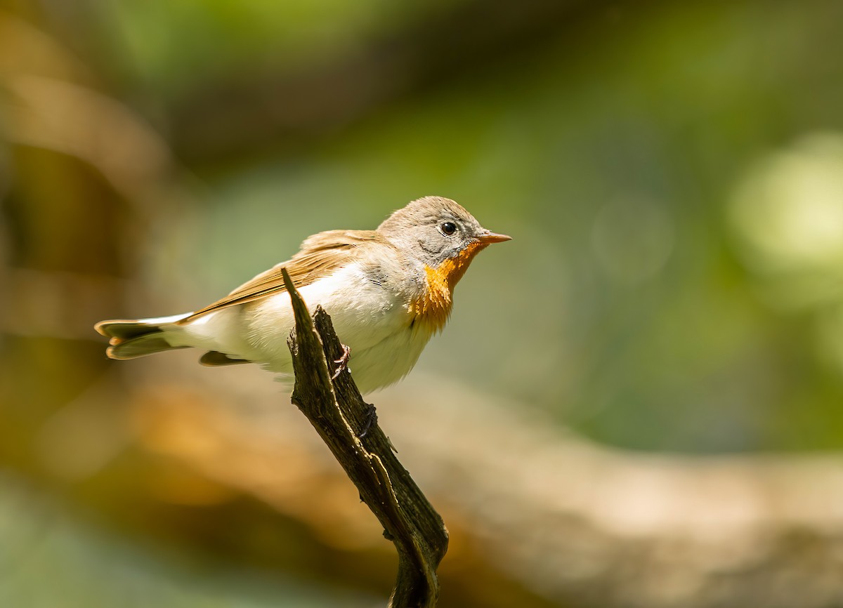 Red-breasted Flycatcher - ML620859175