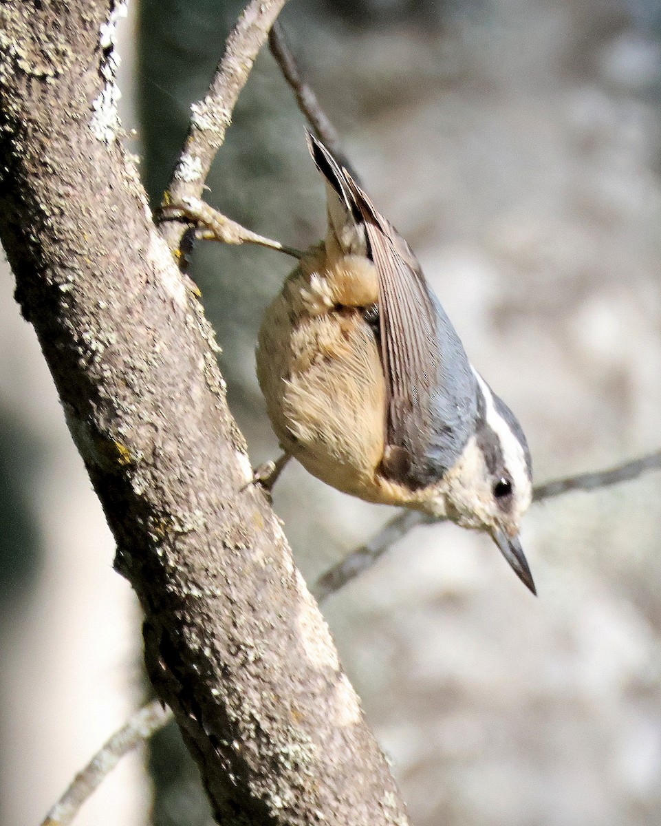 Red-breasted Nuthatch - ML620859177