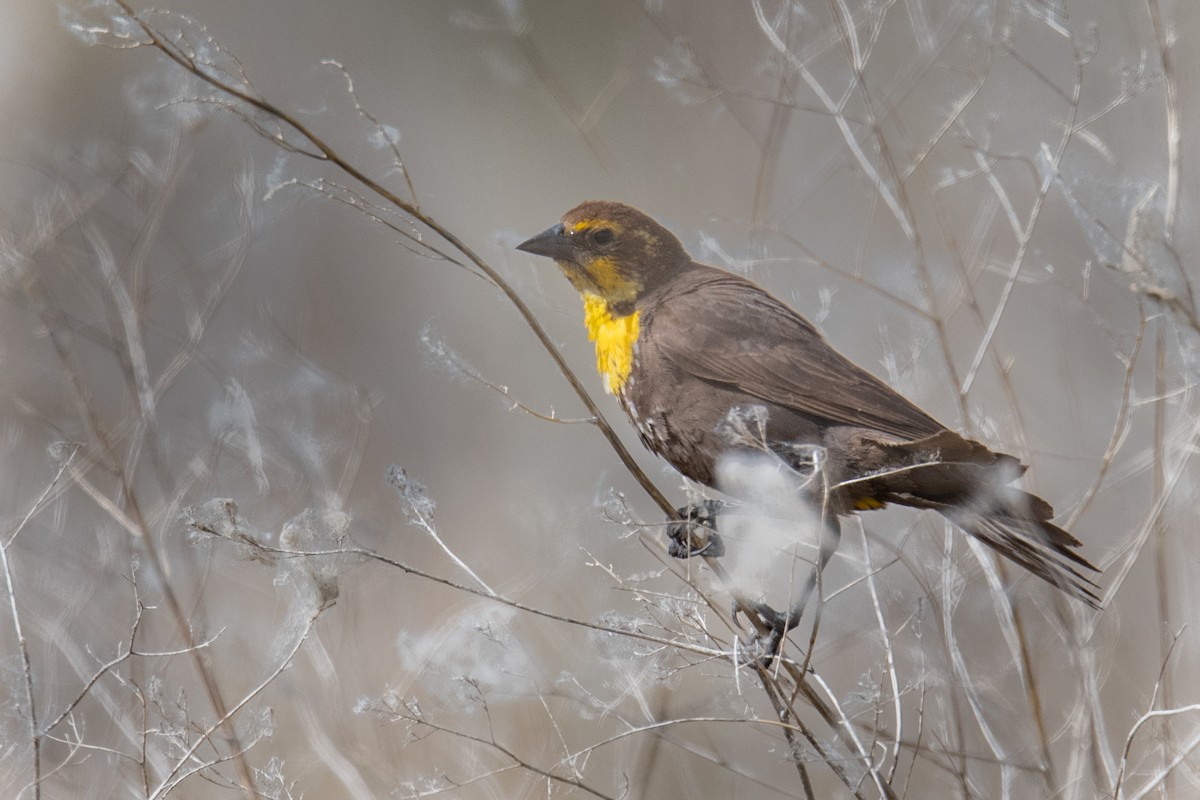 Yellow-headed Blackbird - ML620859179