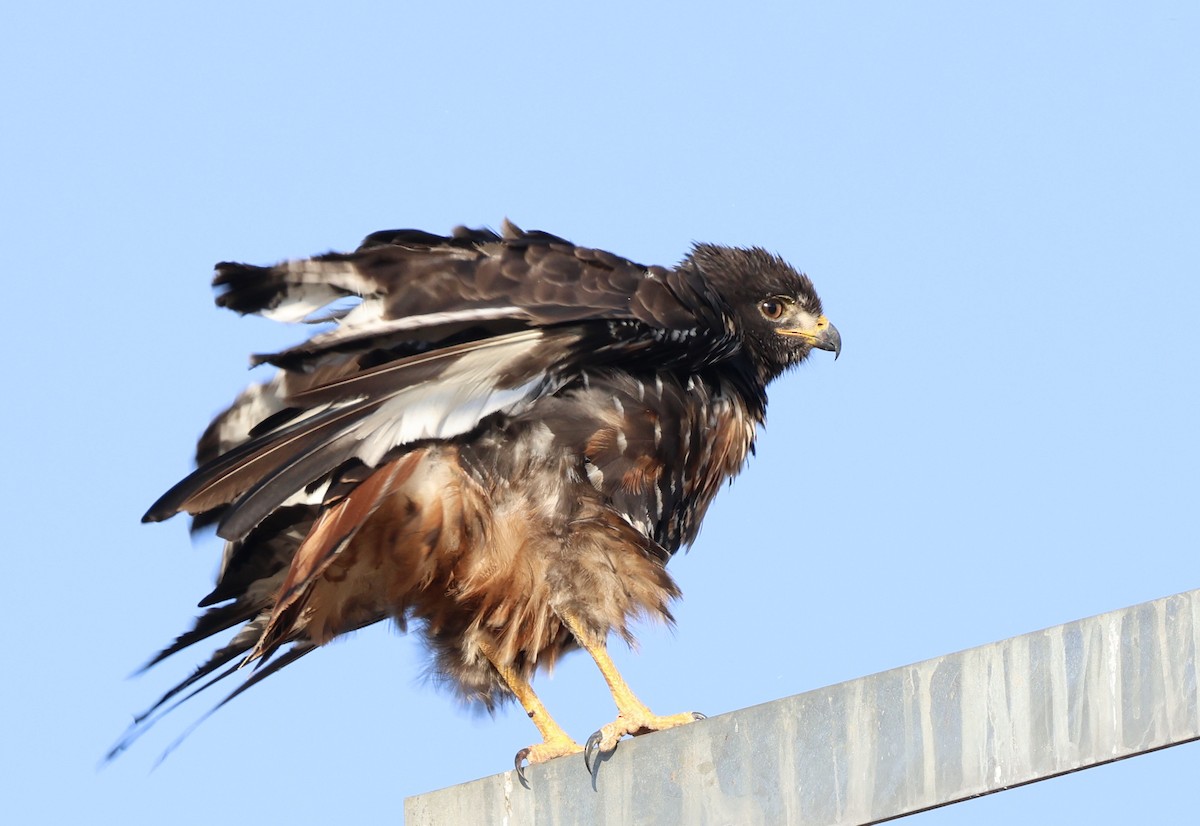 Jackal Buzzard - ML620859180