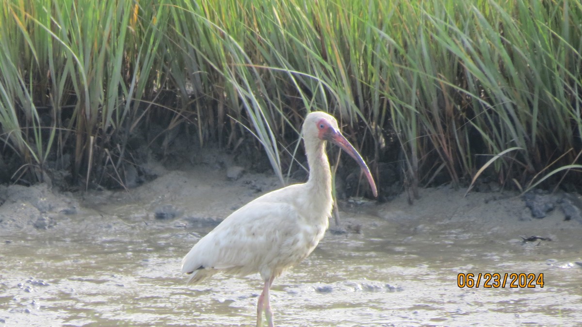 ibis bílý - ML620859190