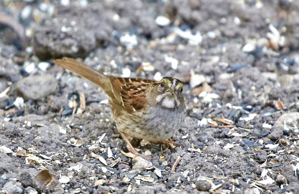 White-throated Sparrow - ML620859193
