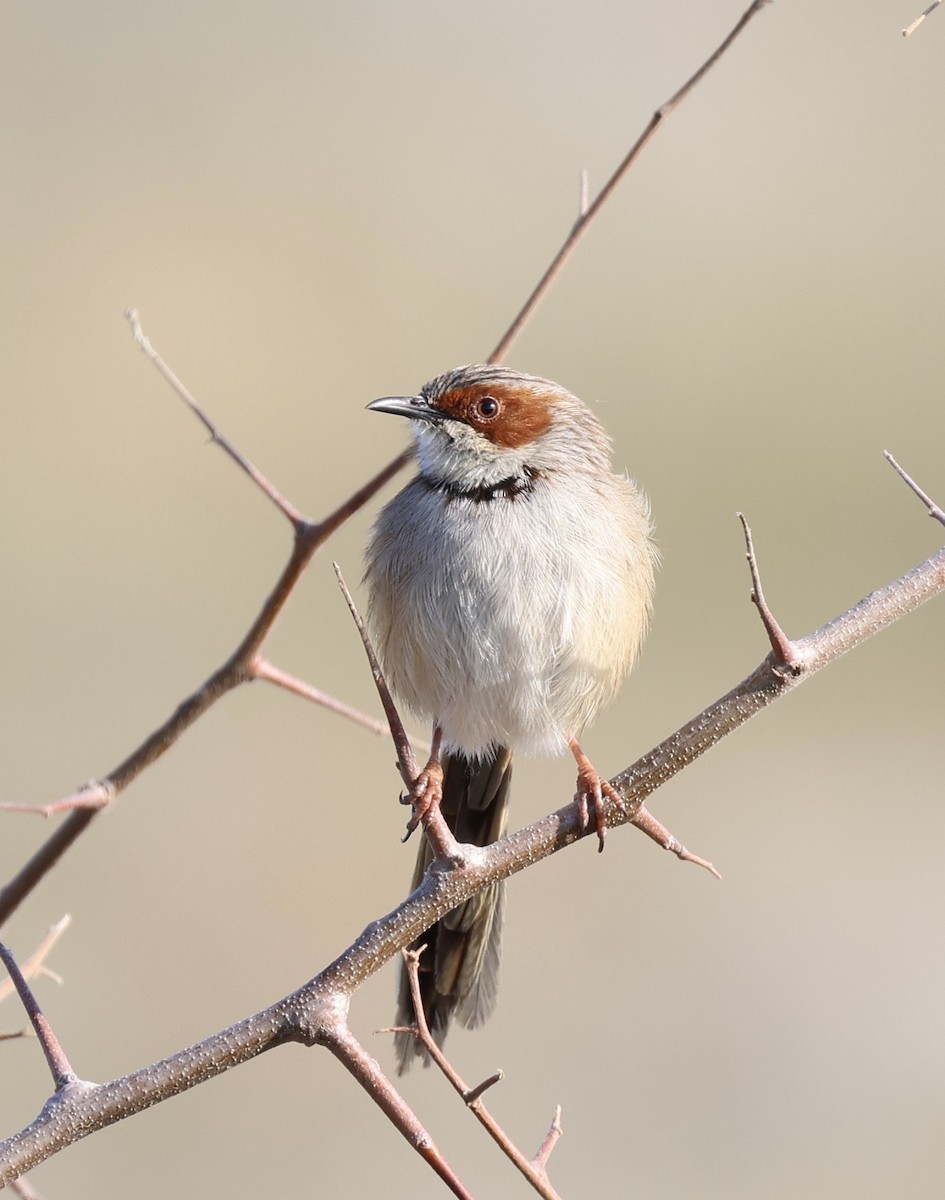 Rufous-eared Warbler - Josiah Lavender