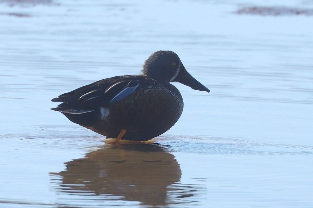 Australasian Shoveler - ML620859202