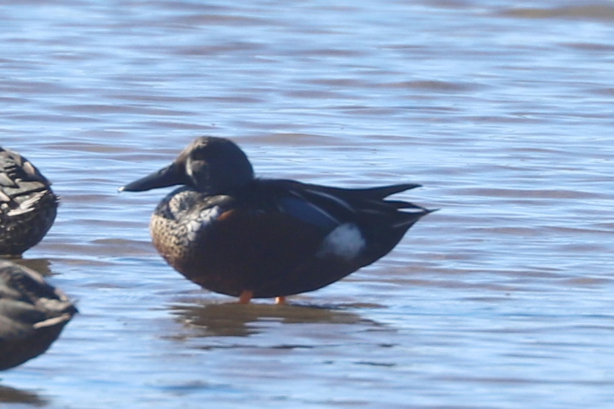 Australasian Shoveler - ML620859204