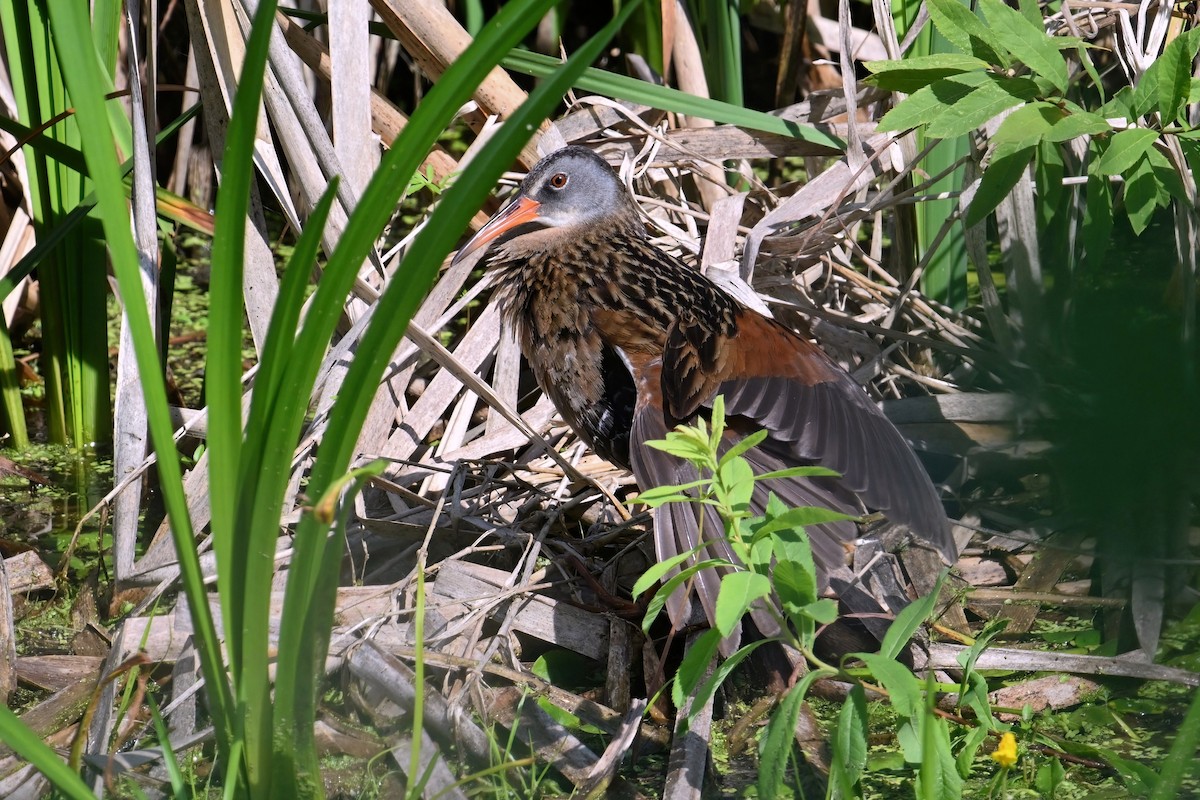 Virginia Rail - ML620859209