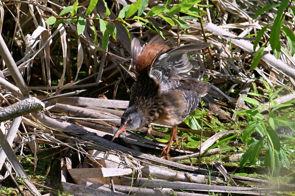 Virginia Rail - ML620859211