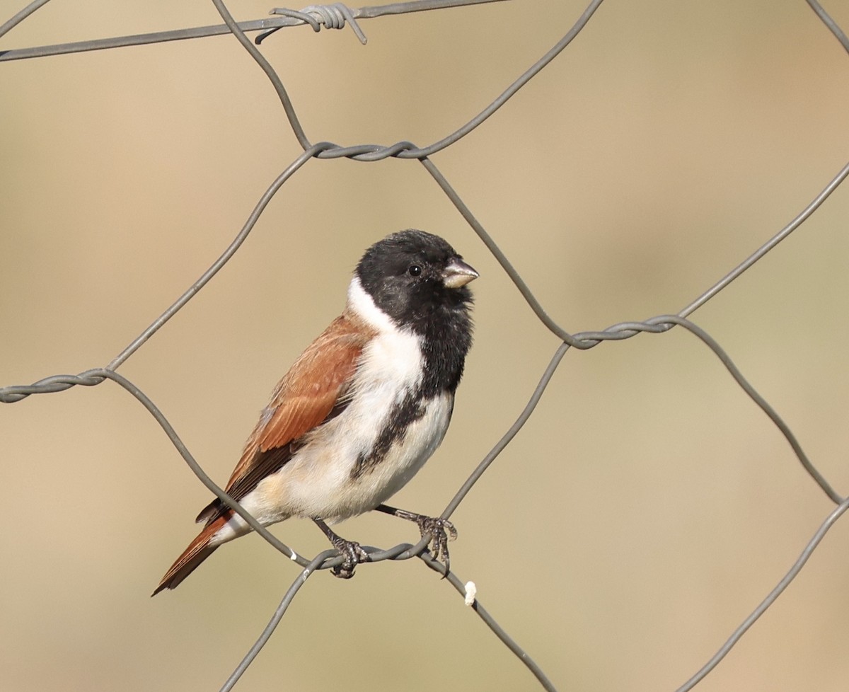Black-headed Canary - ML620859212