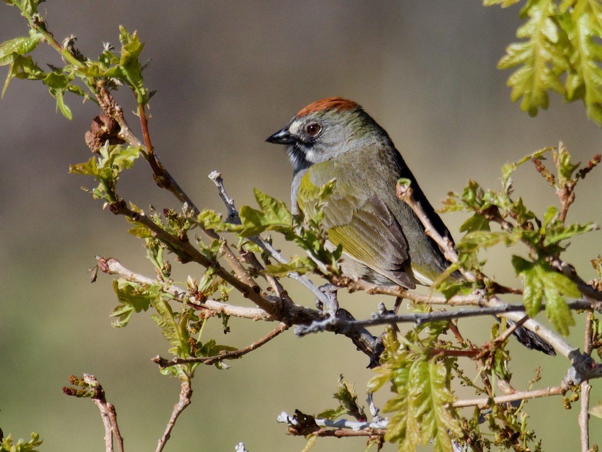 Green-tailed Towhee - ML620859218