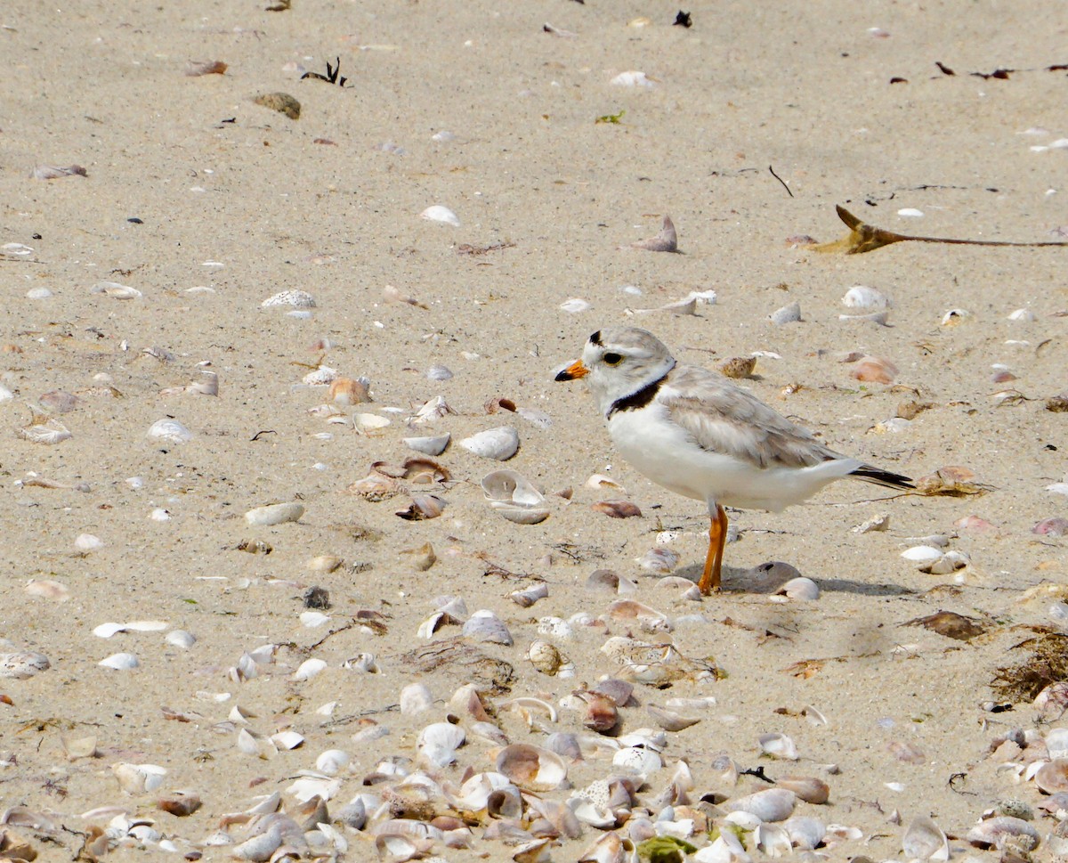 Piping Plover - ML620859224