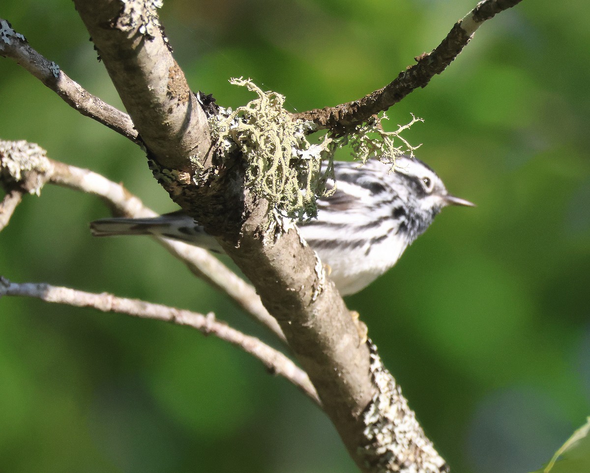 Black-and-white Warbler - ML620859230