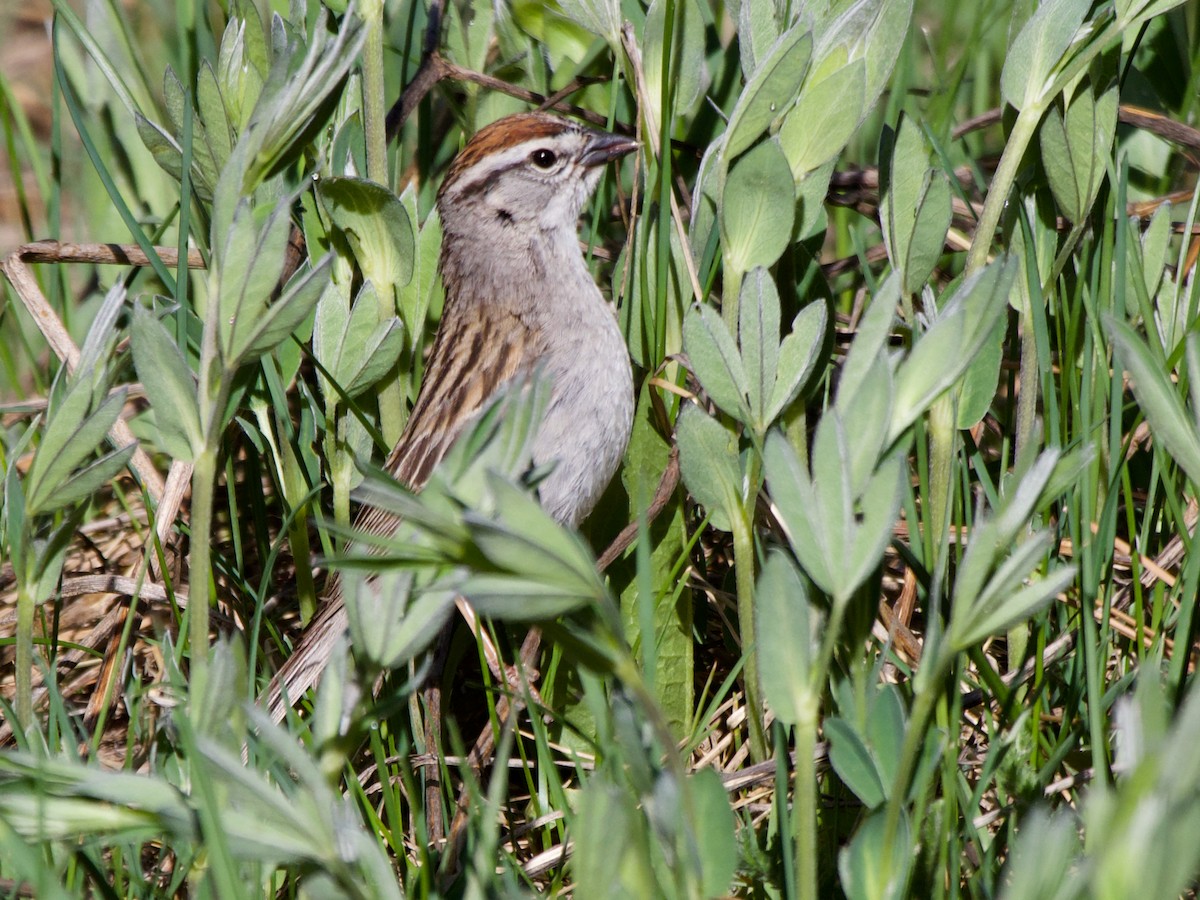 Chipping Sparrow - ML620859233