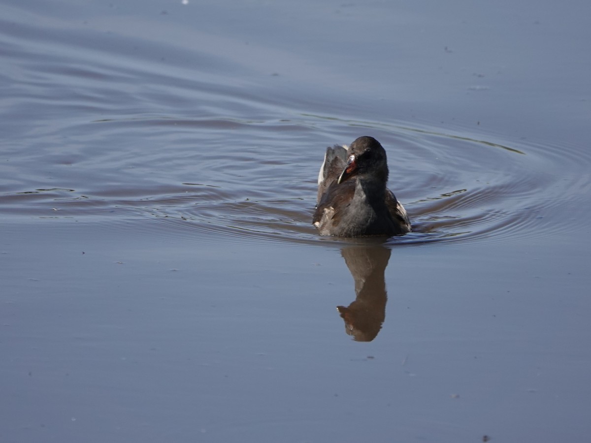 Eurasian Moorhen - ML620859234