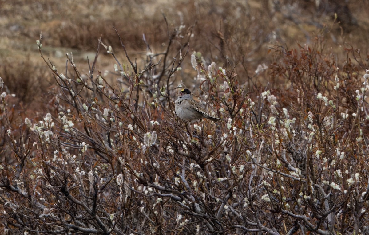 Golden-crowned Sparrow - ML620859246