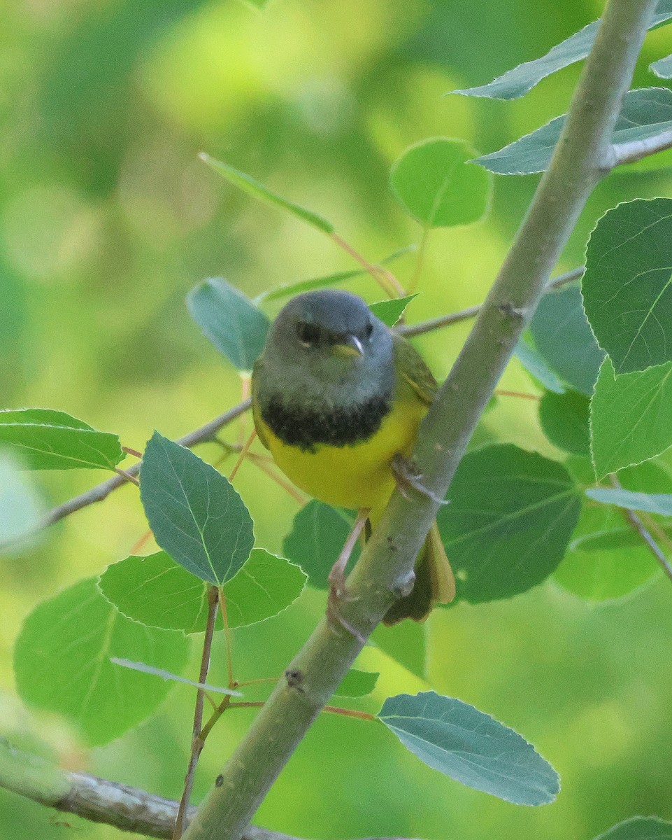 Mourning Warbler - ML620859247