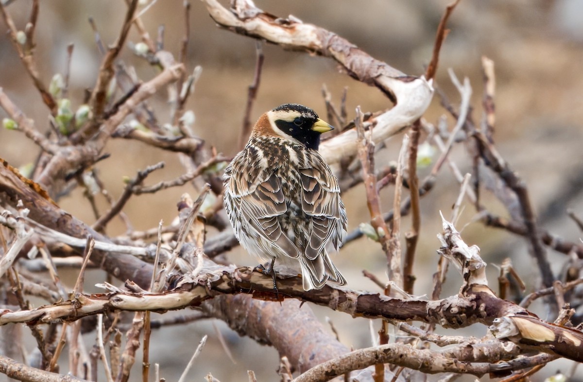 Lapland Longspur - ML620859249