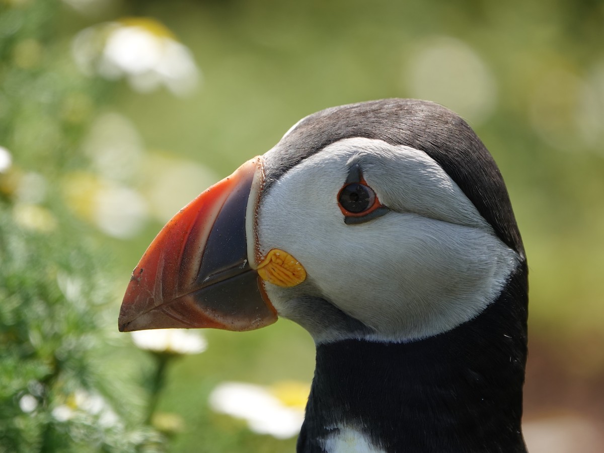 Atlantic Puffin - ML620859257