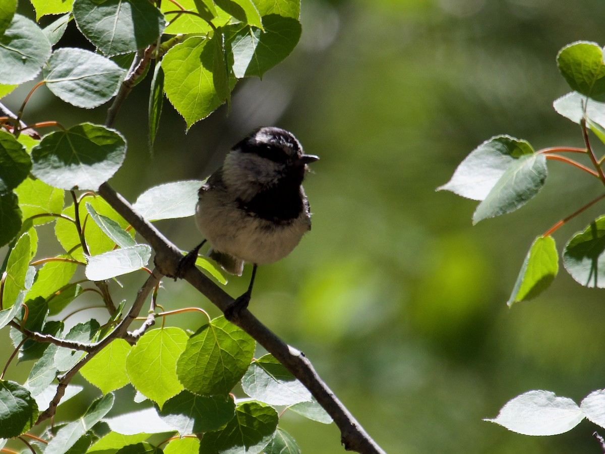 Mountain Chickadee (Rocky Mts.) - ML620859268