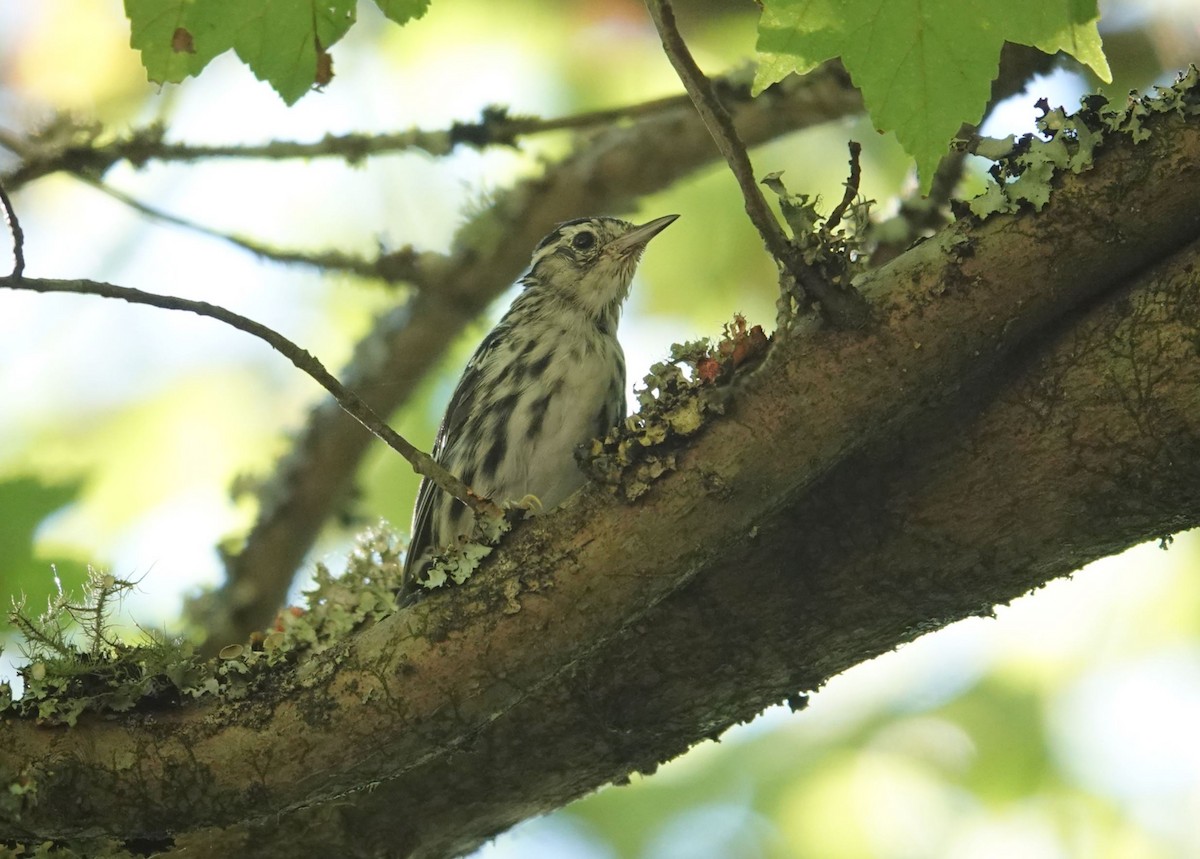 Black-and-white Warbler - ML620859276