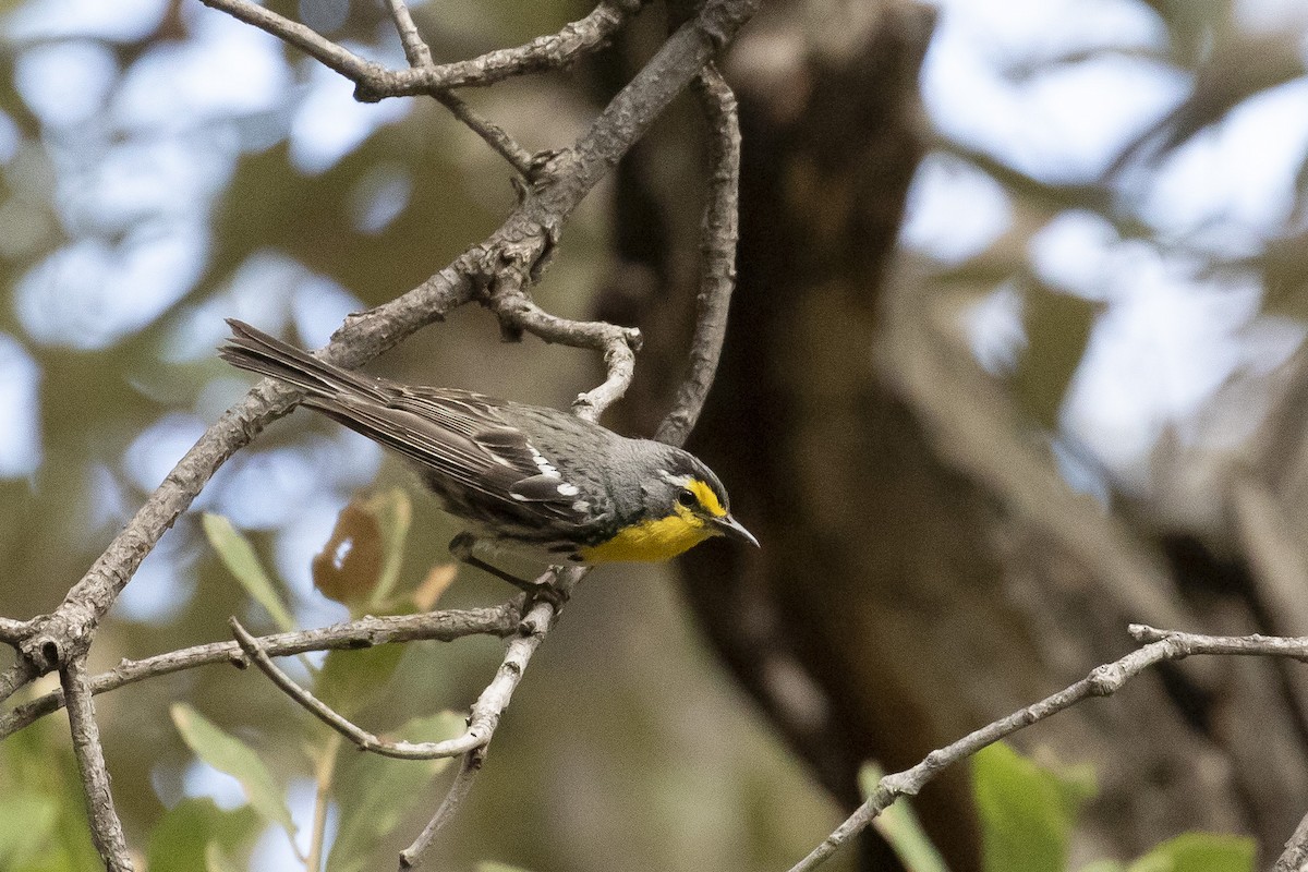 Grace's Warbler - ML620859279