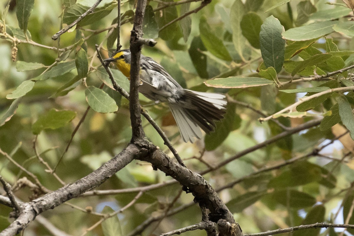 Grace's Warbler - Calvin Walters