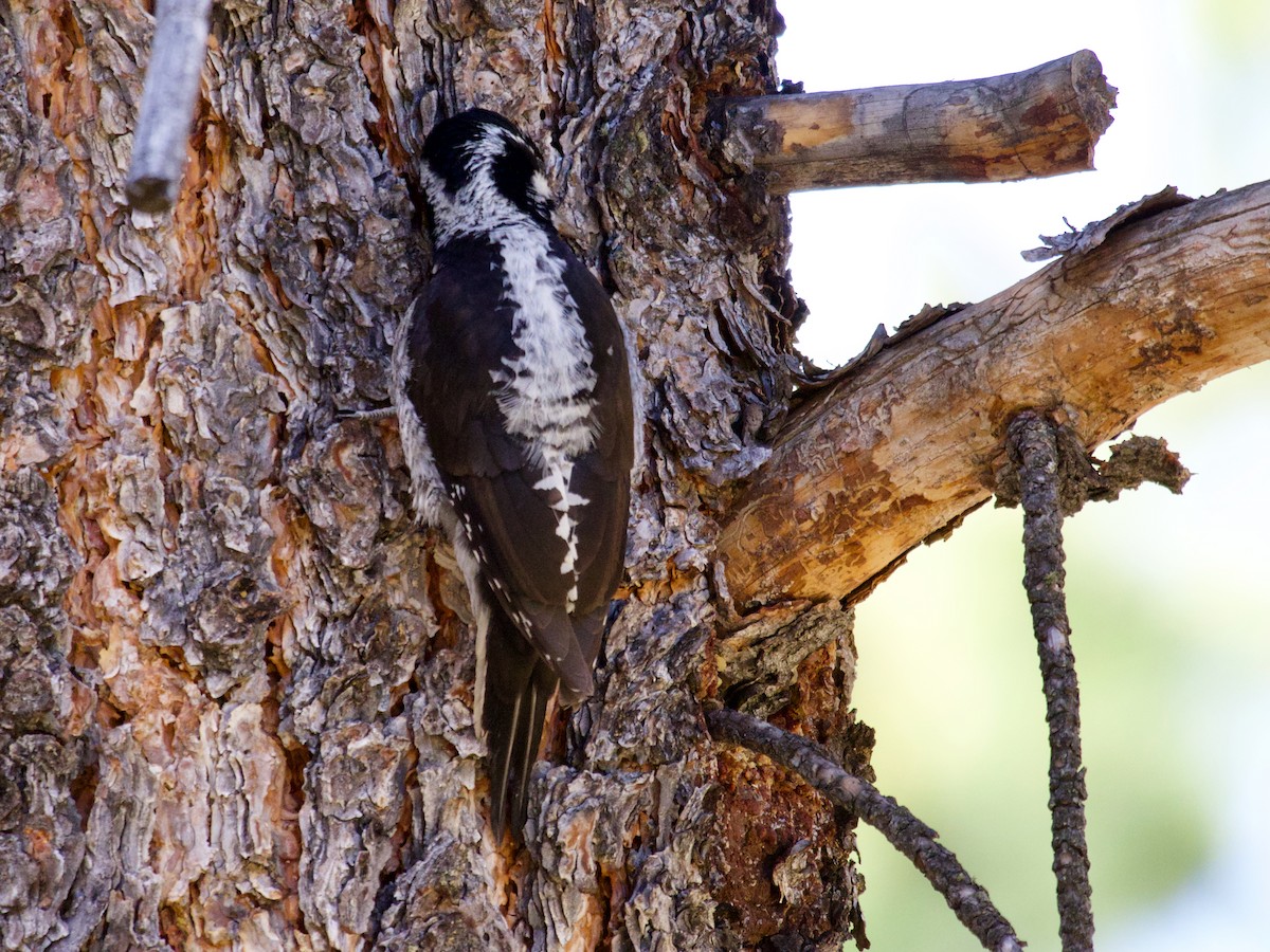 American Three-toed Woodpecker - ML620859285