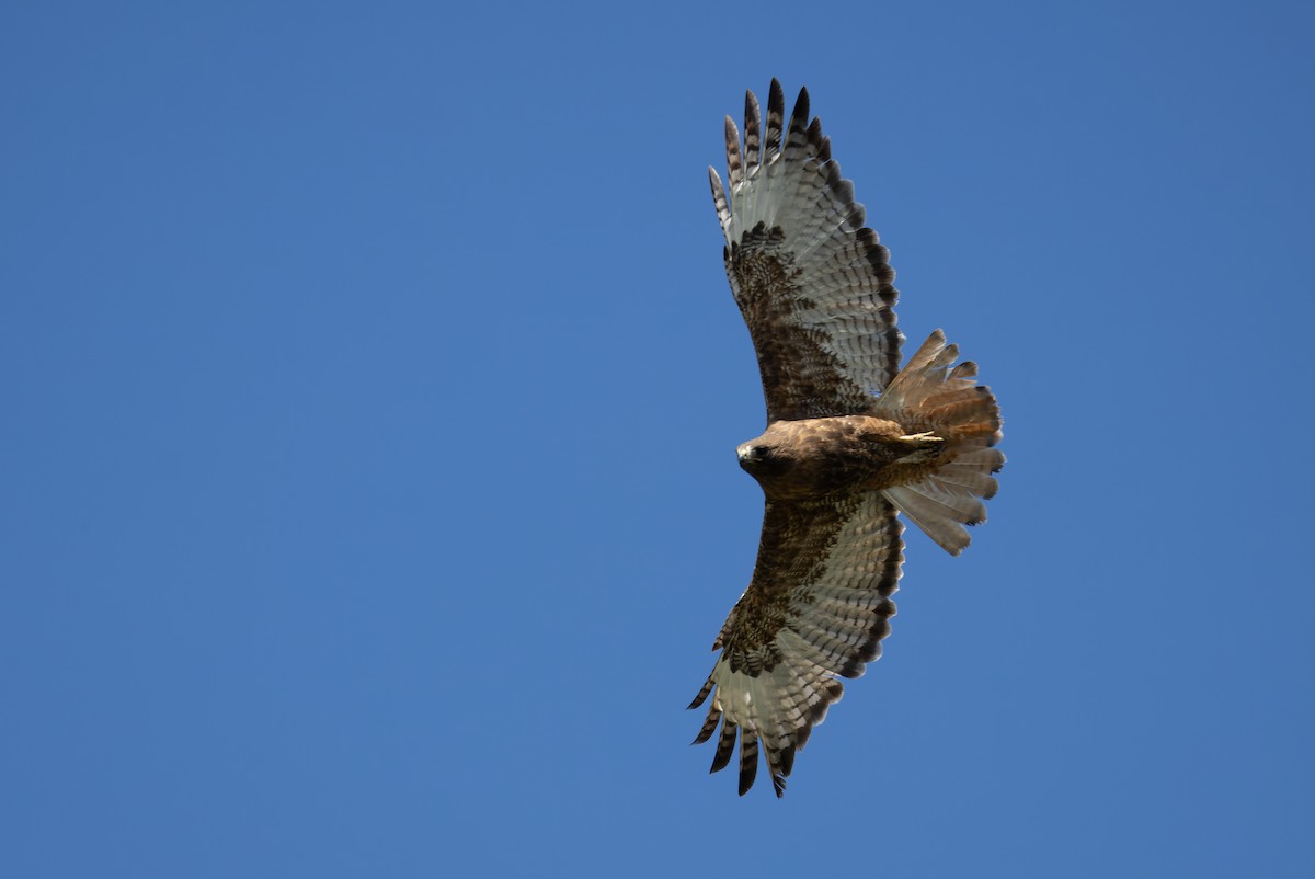 Red-tailed Hawk - ML620859288