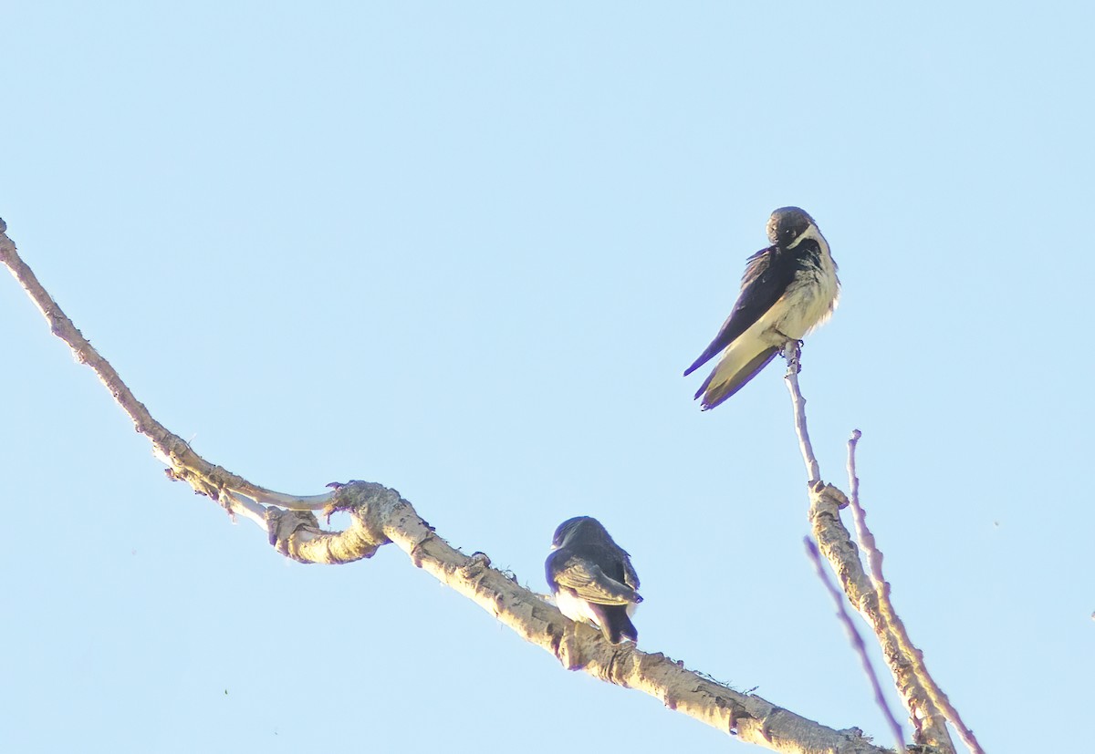 Tree Swallow - ML620859289