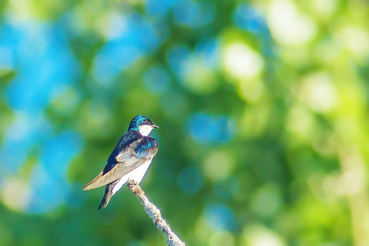 Tree Swallow - ML620859290