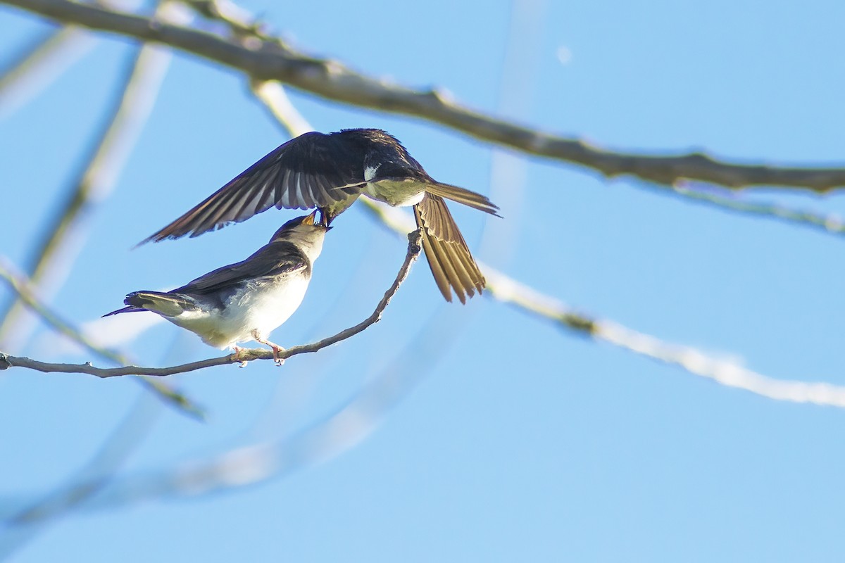 Tree Swallow - ML620859291