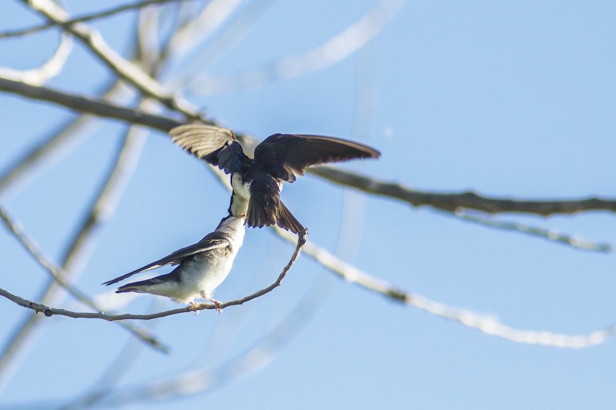 Tree Swallow - ML620859292