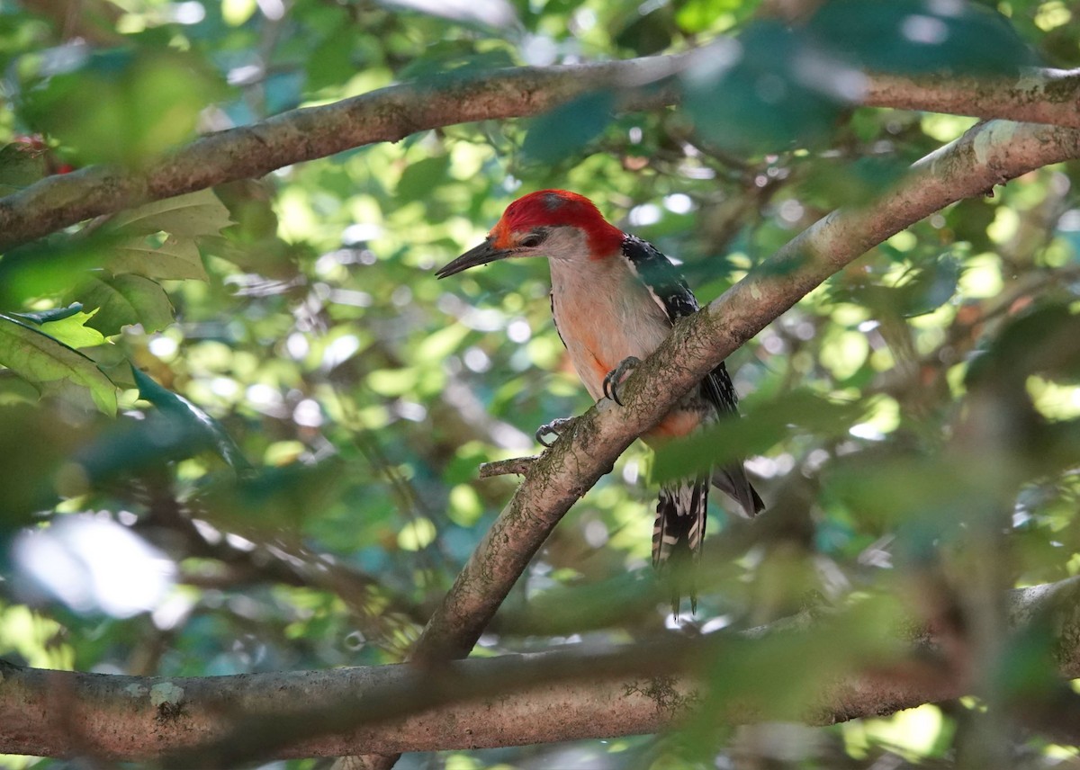 Red-bellied Woodpecker - ML620859301