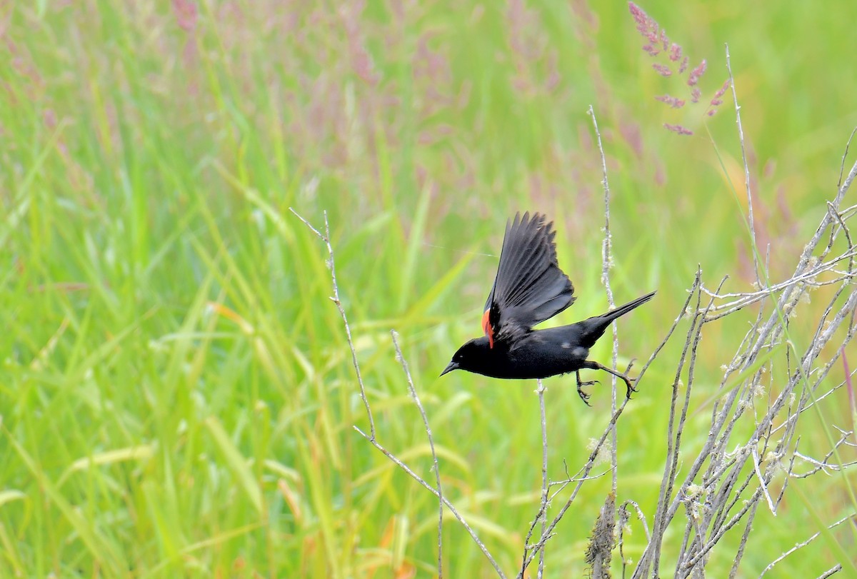 Red-winged Blackbird (Red-winged) - ML620859302