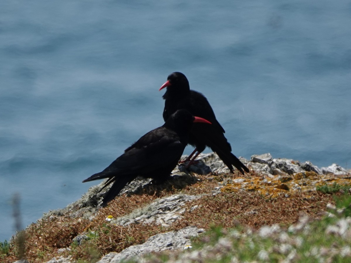 Red-billed Chough - ML620859306