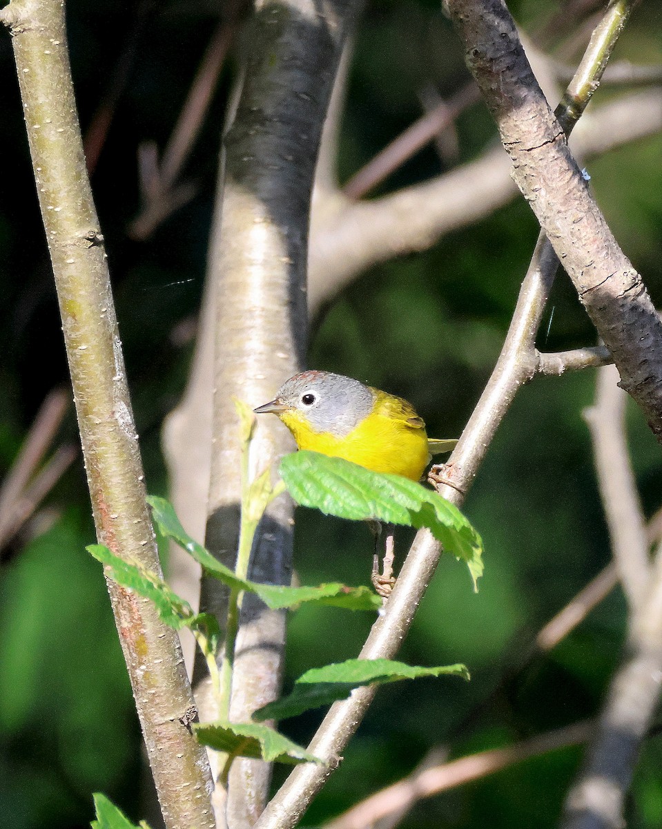 Nashville Warbler - ML620859309