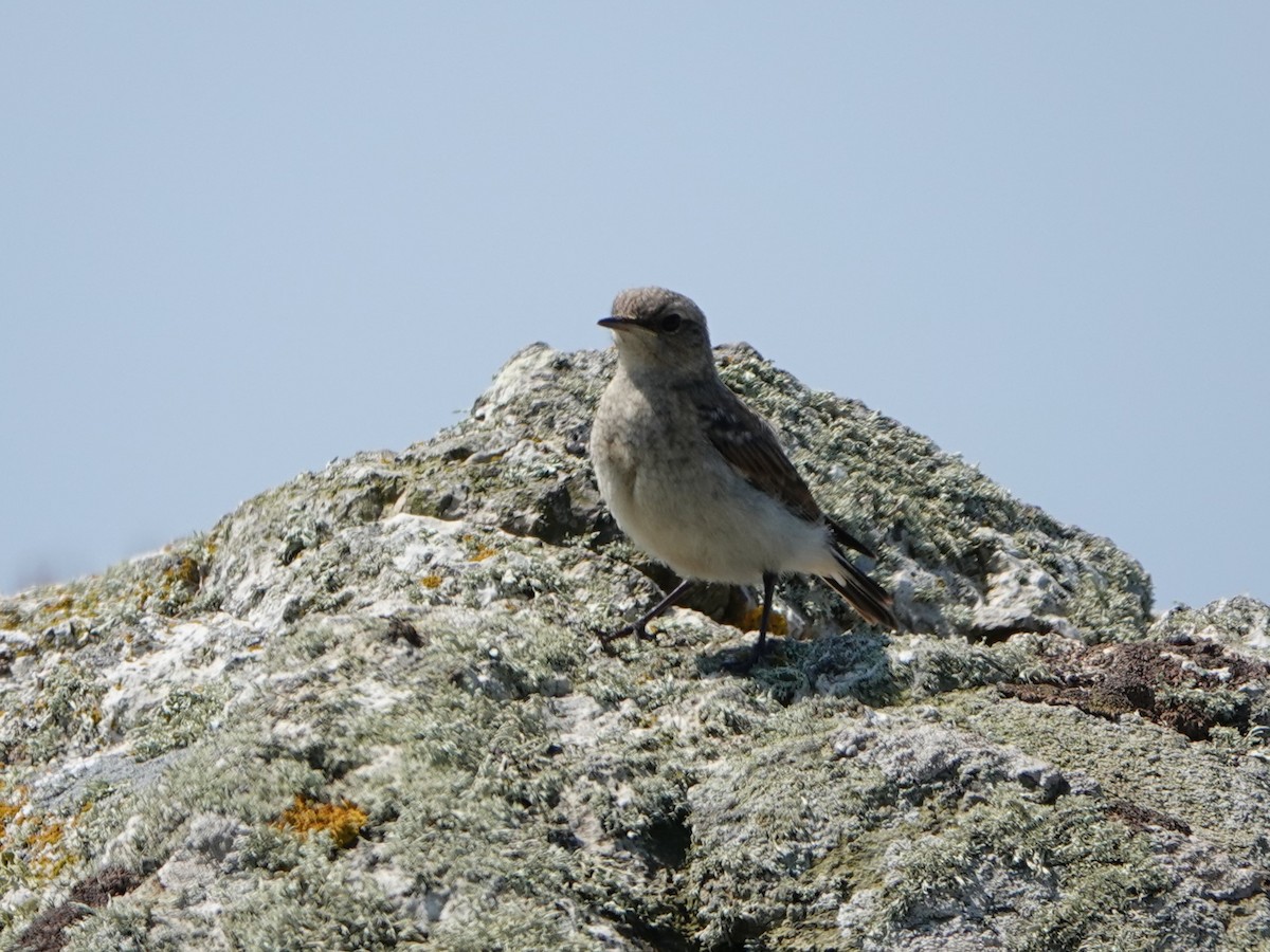 Northern Wheatear - ML620859314