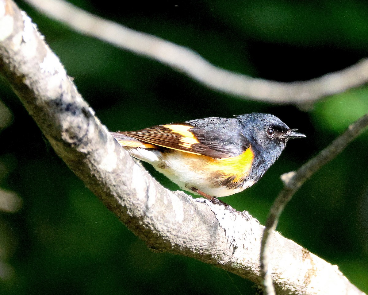 American Redstart - ML620859318