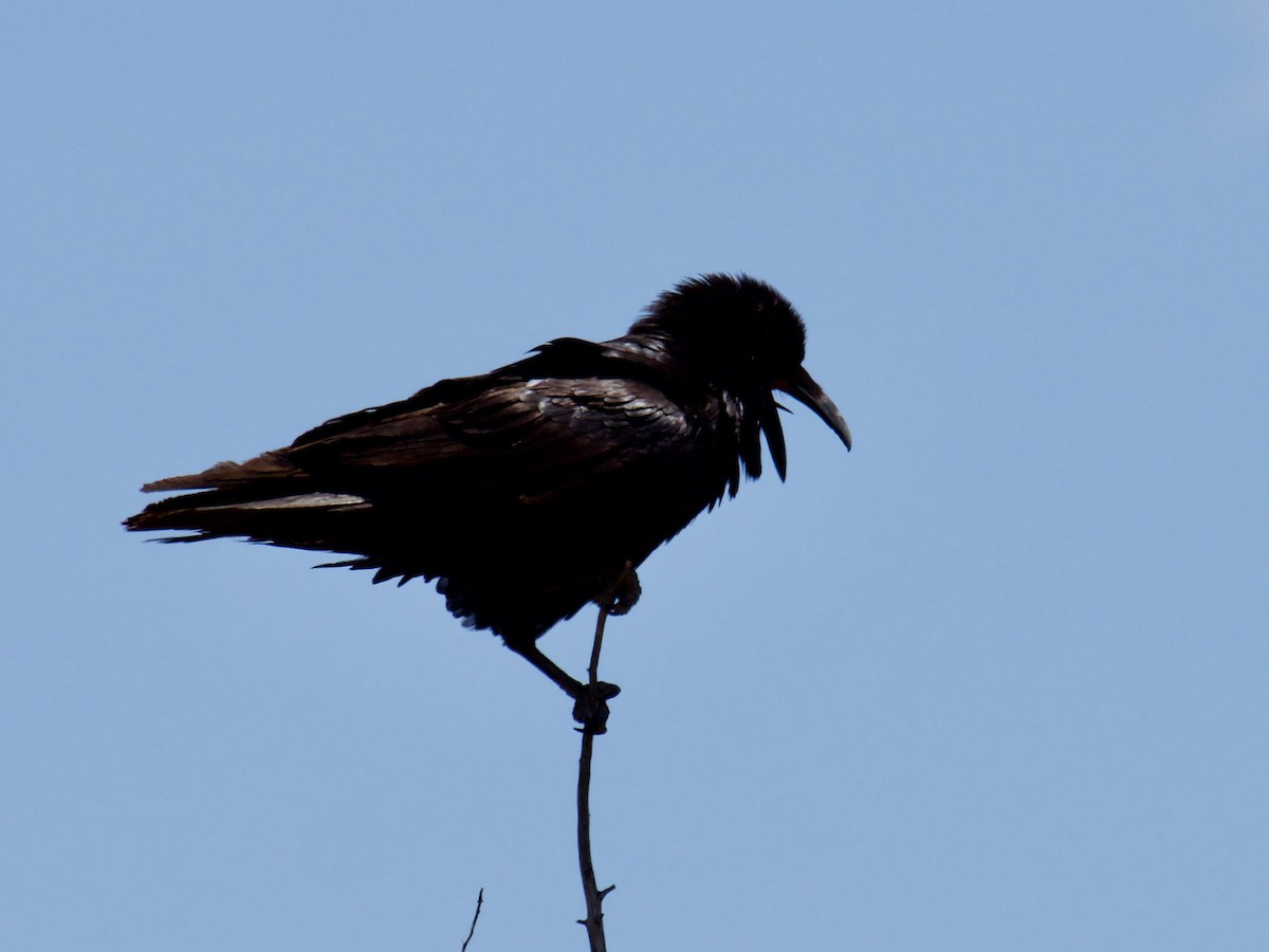 Common Raven - Cedar Stanistreet